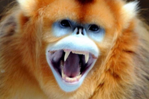 Złota małpa - prymas śniegu